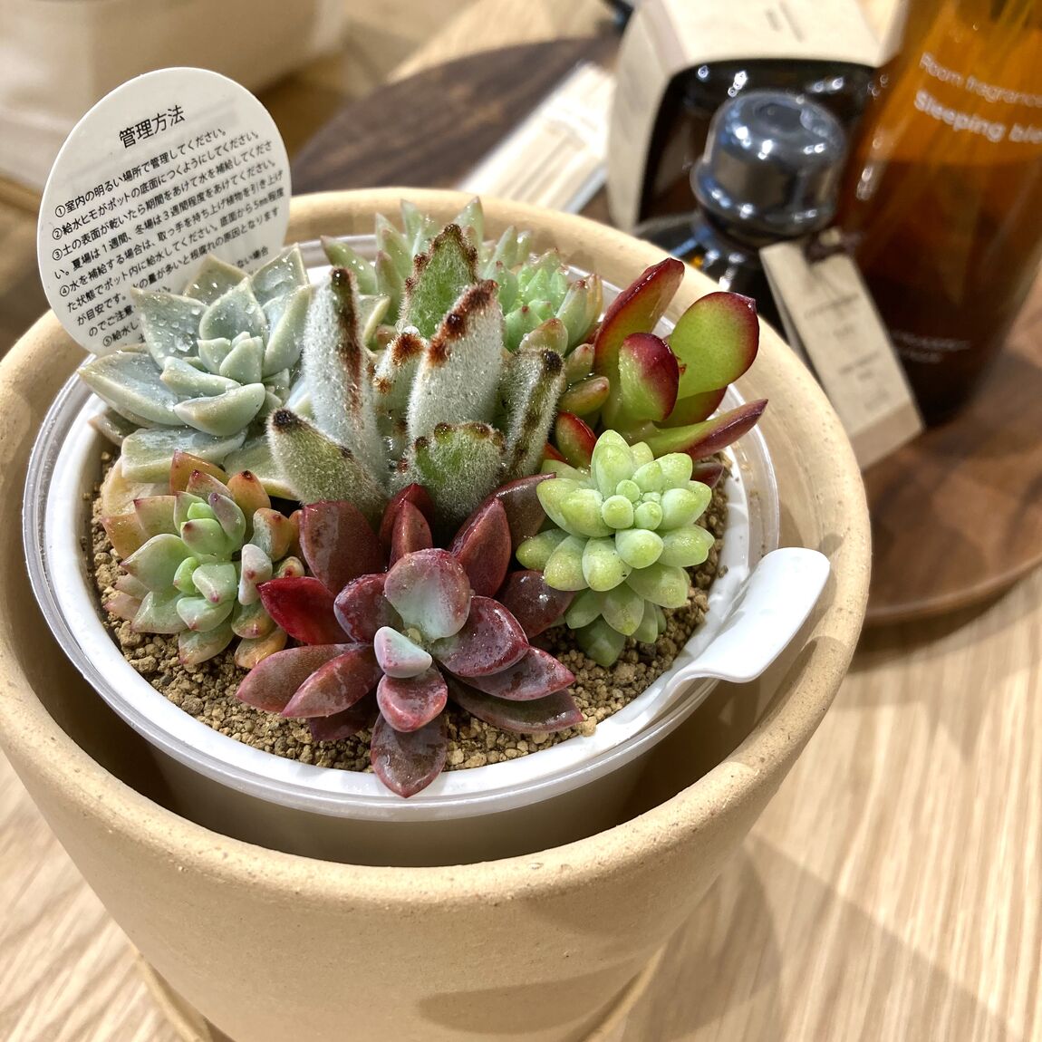 イオンモール佐賀大和】紅葉を楽しめる多肉植物たち｜無印良品 イオン